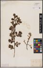 Foto von Salix aurita L.